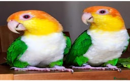 Parrots birds for sale: Yellow thighed caques  - Image 2