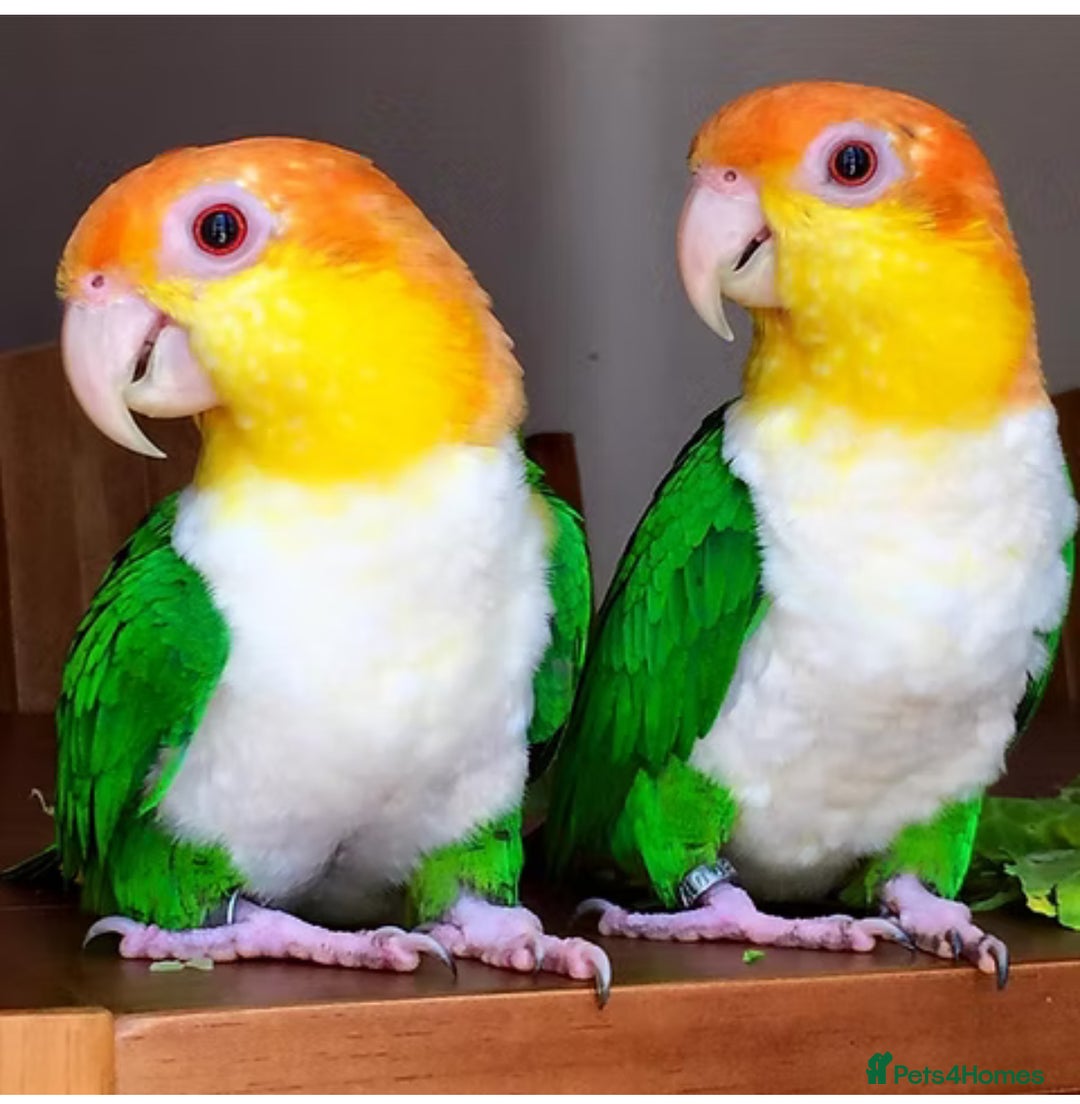 Parrots birds for sale: Yellow thighed caques  - Image 2