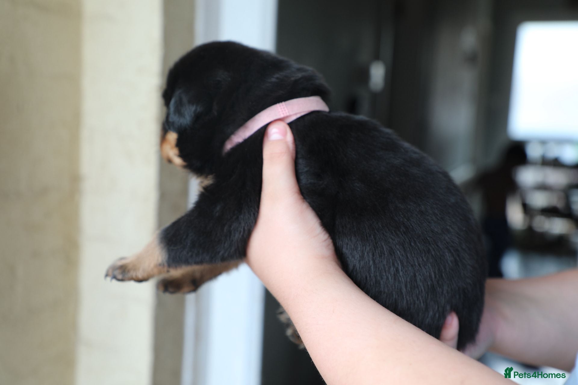 Rottweiler dogs for sale: Limited Pedigree Registered Rottweiler Puppies - Advert 6