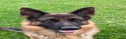 German Shepherd dogs for sale: Incredible KC reg German Shepherd - Advert 2