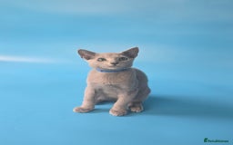Russian Blue cats for sale: Russian Blue kittens Tica registered  - Image 6
