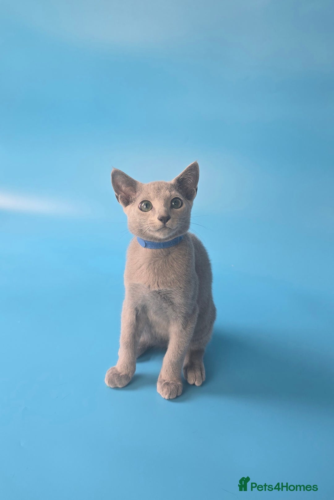 Russian Blue cats for sale: Russian Blue kittens Tica registered  - Image 6