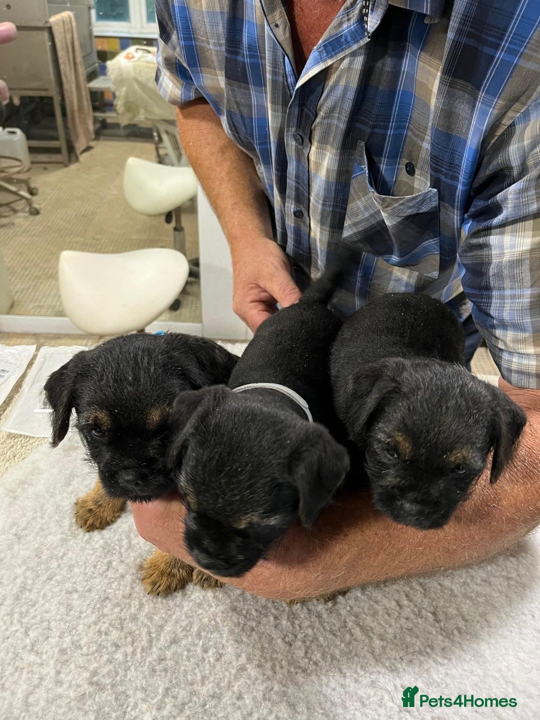 Border Terrier dogs for sale: Beautiful border terrier pups for sale In Kent - Image 14