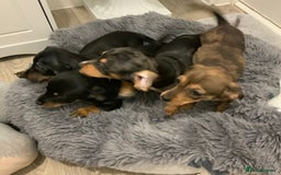 Chiweenie dogs for sale: Ready Now Chiweenies pups - Image 2