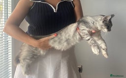 Maine Coon cats for sale: STUNNING Maine Coon OFFERS WELCOME ON LAST KITTEN in Nottingham - Image 5