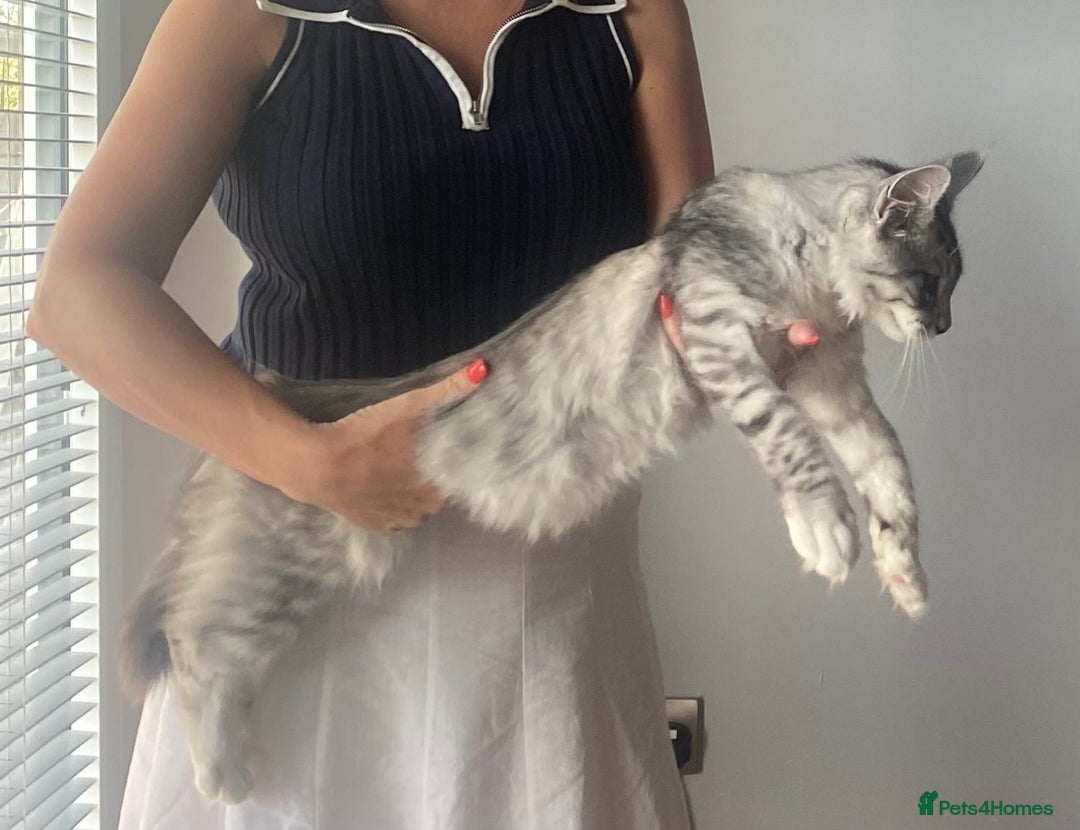 Maine Coon cats for sale: STUNNING Maine Coon OFFERS WELCOME ON LAST KITTEN in Nottingham - Image 5