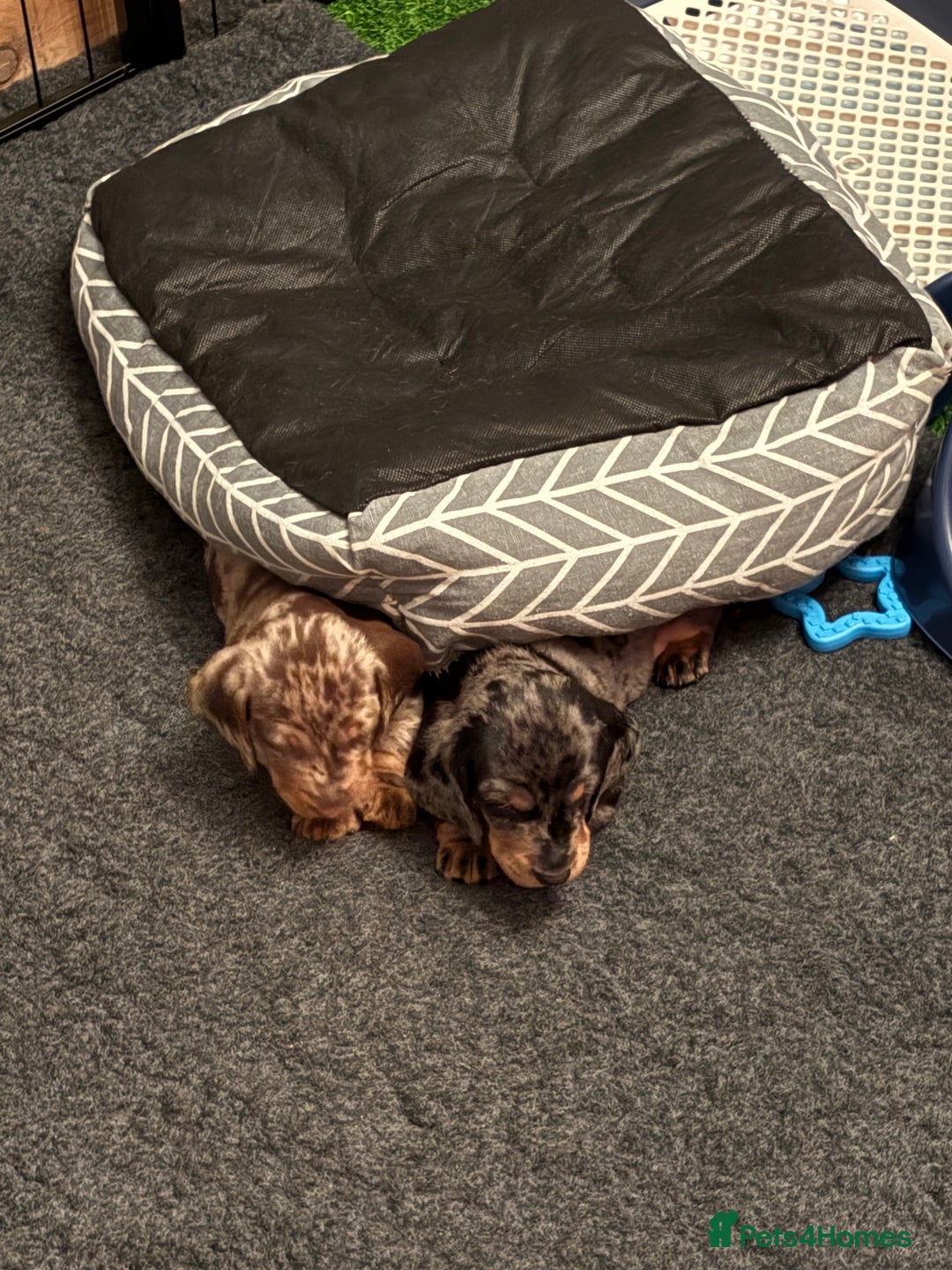 Dachshund dogs for sale: 8 weeks & READY TO LEAVE NOW - dachshund puppy  - Advert 15