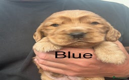 Cocker Spaniel dogs for sale: KC Reg show Type Cocker Spaniels VILLASPANIOL sire - Image 6