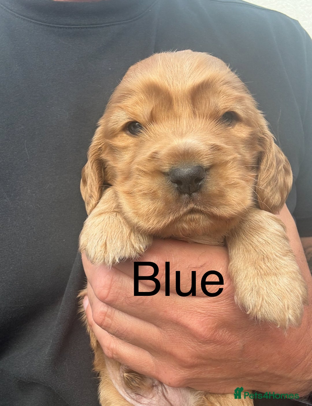 Cocker Spaniel dogs for sale: KC Reg show Type Cocker Spaniels VILLASPANIOL sire - Image 6
