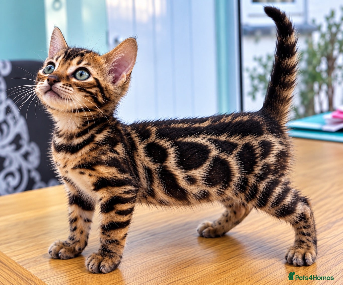 Bengal cats 3 TICA BENGAL BOYS – BROWN ROSETTED MALES – £800 - Advert 2