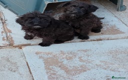 Mixed Breed dogs for sale: Schnoodle pups,  Aberdeenshire  - Image 4