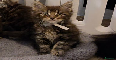 Maine Coon cats - Advert 6