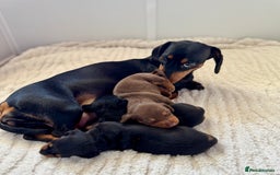 Miniature Dachshund dogs for sale: Mini Dachshund puppies, PRA clear, health tested - Image 13
