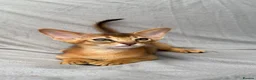 Abyssinian cats for sale: Gorgeous Abyssinian ruddy girls🤎❤️ - Advert 3