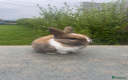 Mini Lion Lop rabbits for sale: 4 Lion Lop Kits for sale - Ready 4th November  - Advert 1