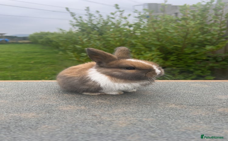 Mini Lion Lop rabbits - Advert 3