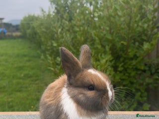 Mini Lion Lop rabbits - Advert 26