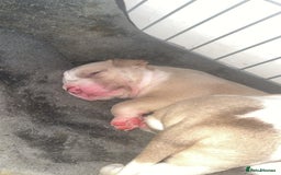 Mixed Breed dogs for sale: 4 beautiful olde English bulldog/ American bulldog - Advert 2