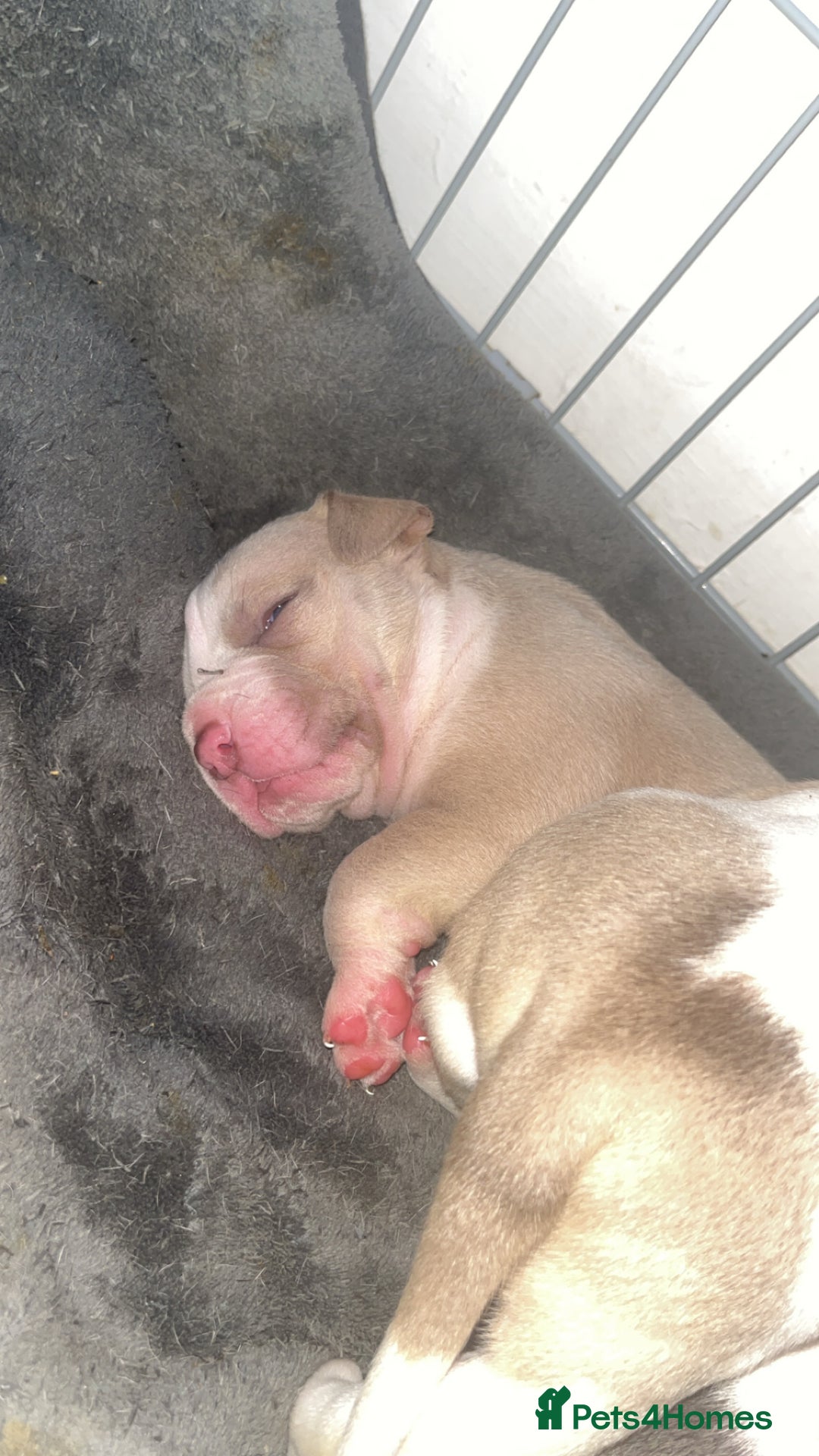 Mixed Breed dogs for sale: 4 beautiful olde English bulldog/ American bulldog - Advert 2