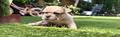 French Bulldog 3