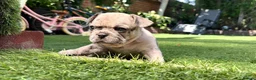 French Bulldog dogs for sale: French Bulldog Puppies – Looking for Forever Homes - Advert 3