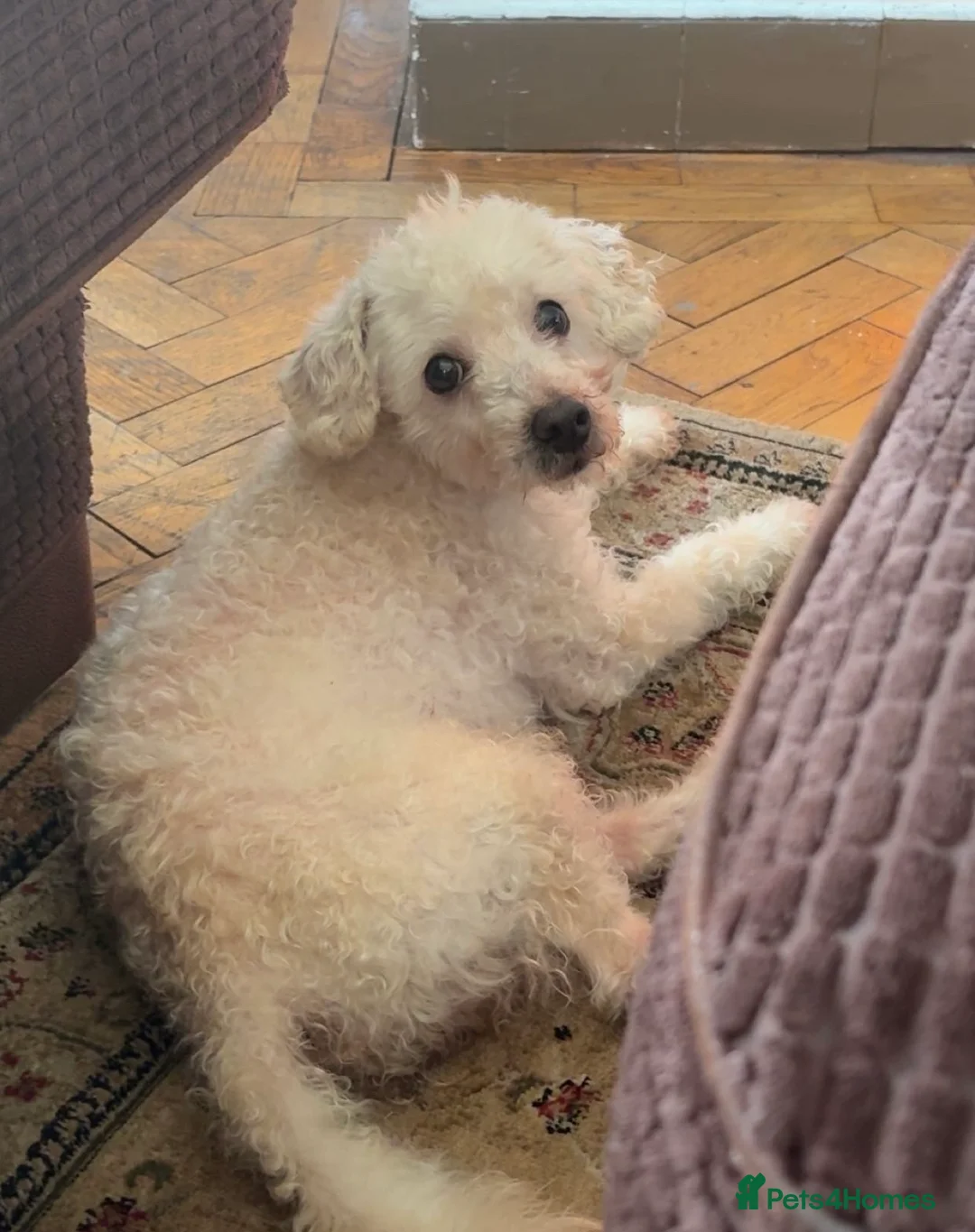Toy Poodle dogs for sale: Toy Poodle Named Alfie  in Ballymena - Advert 1