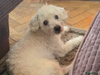 Toy Poodle dogs Toy Poodle Named Alfie - Advert 1