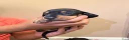 Dachshund dogs for sale: Dachshund Puppies - Ready to reserve - Advert 13