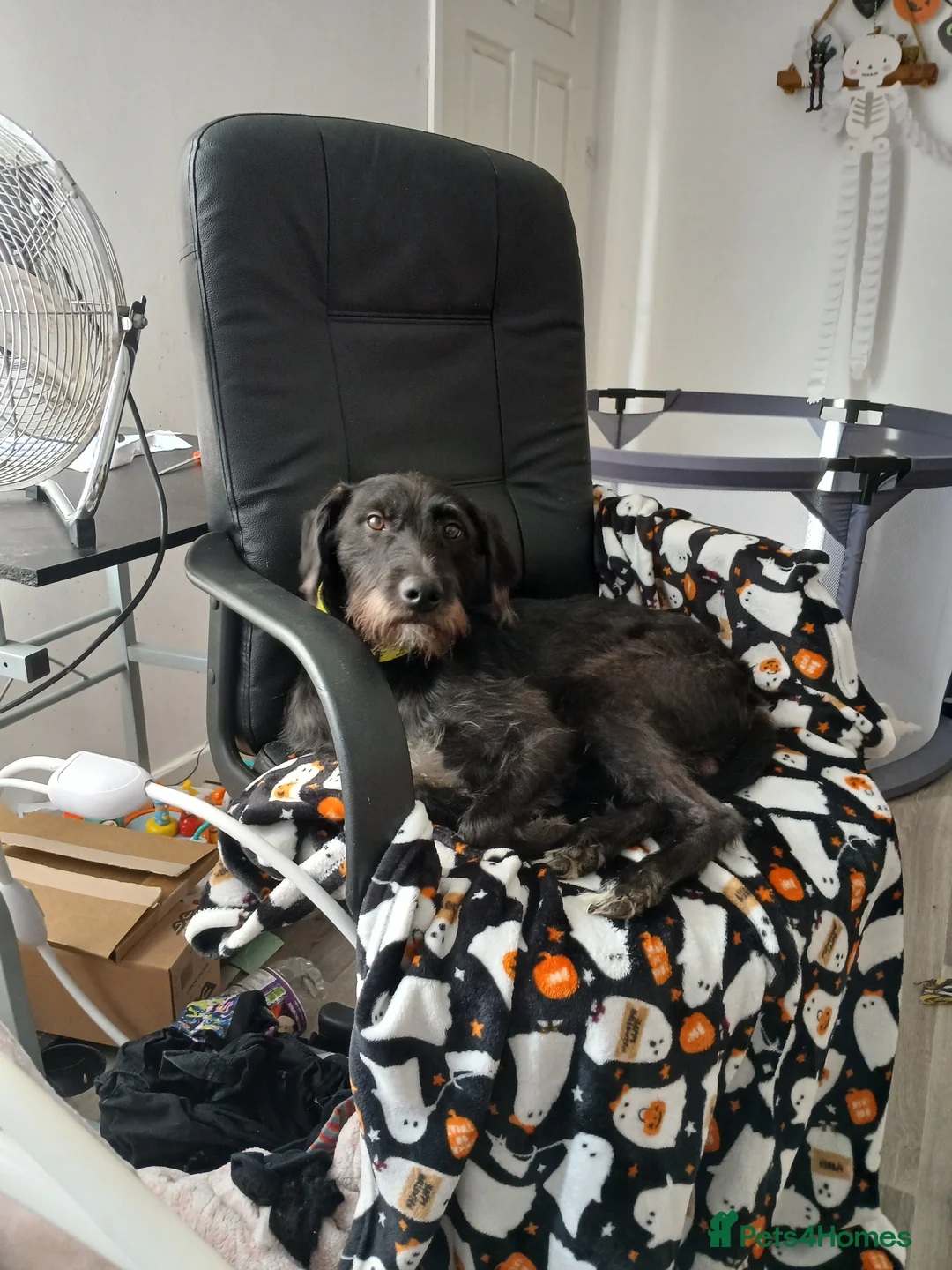 Mixed Breed dogs for sale: Beautiful milo in Saint Asaph - Advert 1