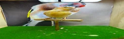 Canaries birds for sale: Crested/gloster canaries - Advert 4