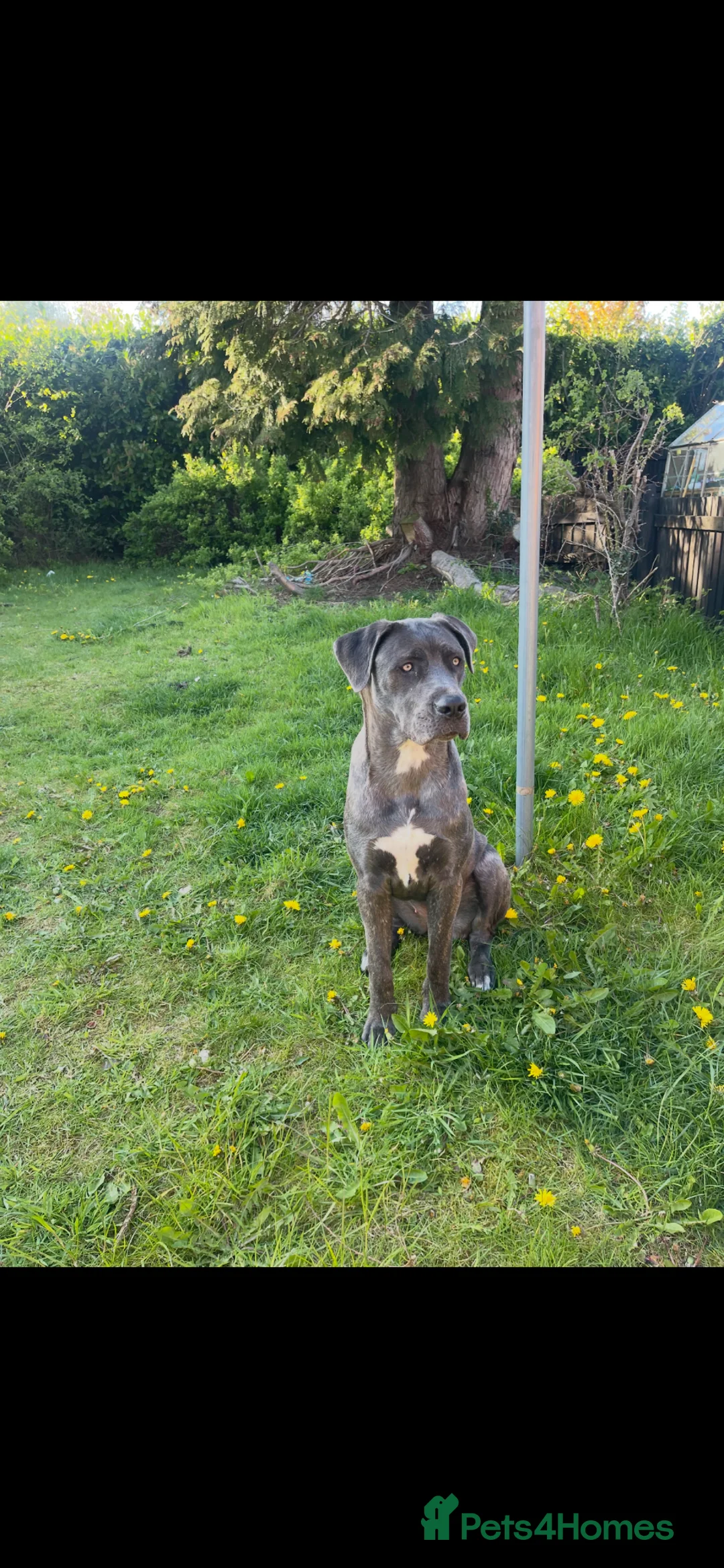 Cane Corso dogs for sale: Luna  - Advert 2