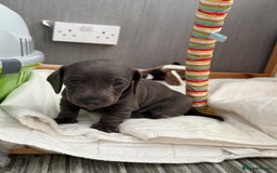 Miniature Dachshund dogs for sale: Friendly& Family -Oriented - Image 12
