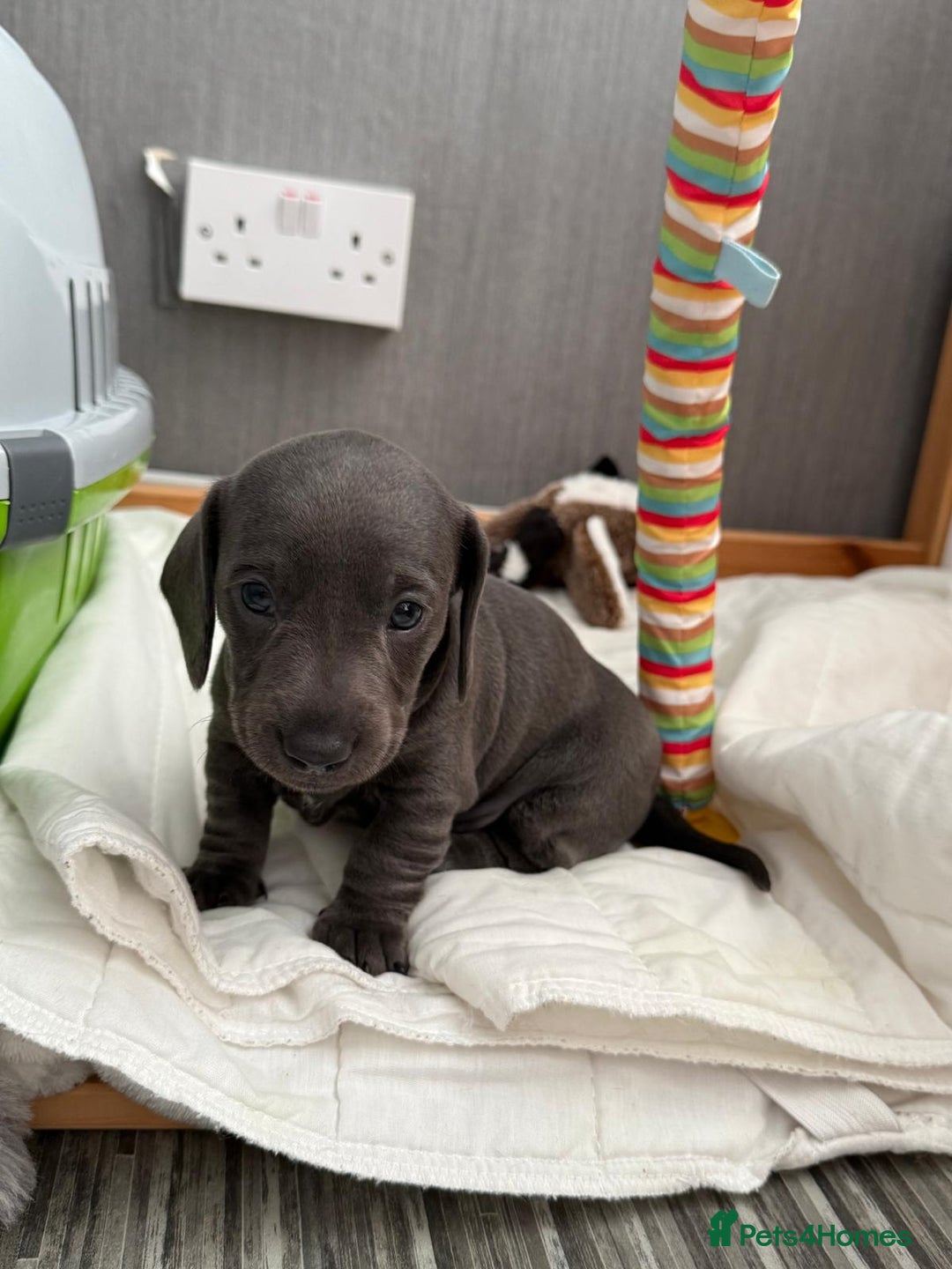 Miniature Dachshund dogs for sale: Friendly& Family -Oriented - Image 12