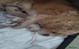 Mixed Breed dogs for sale: CavalierxCocker Spaniel Puppies -Both Parents Here - Image 20