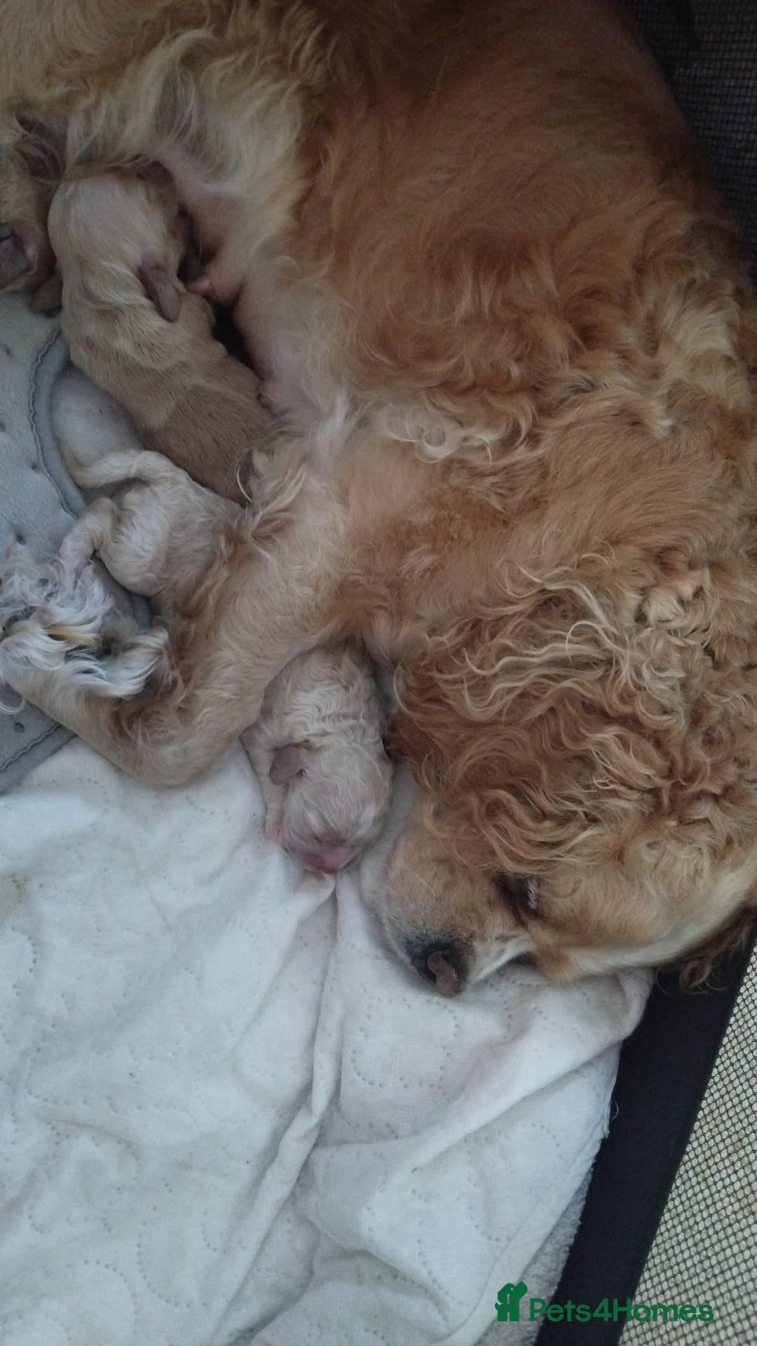 Mixed Breed dogs for sale: CavalierxCocker Spaniel Puppies -Both Parents Here - Image 20