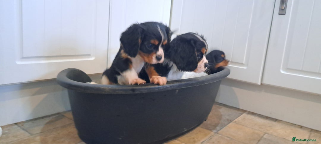 Cavalier King Charles Spaniel dogs for sale: Cavalier King Charles Puppies Available - Image 1