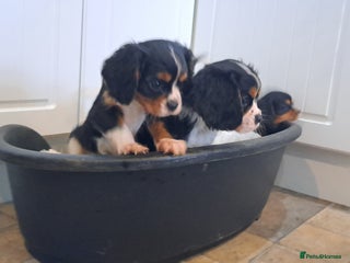 Cavalier King Charles Spaniel dogs for sale - Advert 1