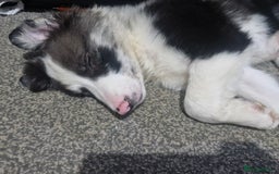 Border Collie dogs for sale: Blue merle border collie - Image 2