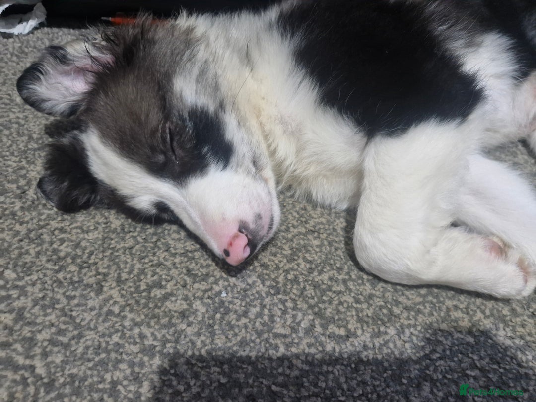 Border Collie dogs for sale: Blue merle border collie - Image 2