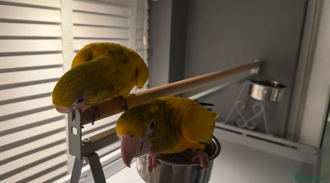 Parrots birds for sale: Queen of Bavaria Pair (Male & Female) Silly Tame - Advert 2