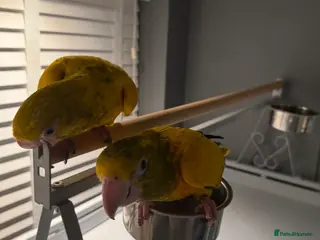 Parrots birds Queen of Bavaria Pair (Male & Female) Silly Tame - Advert 1