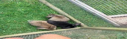 Mini Lion Lop rabbits for sale: Baby mini lop  - Advert 8
