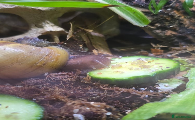 Snails invertebrates - Advert 1