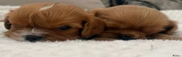 Cavalier King Charles Spaniel dogs for sale: Kennel Club registered ruby Cavalier boy puppies. - Advert 3