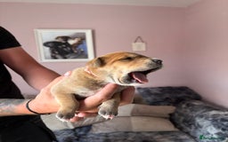 Mixed Breed dogs for sale: Cane corso x rottie - Image 23