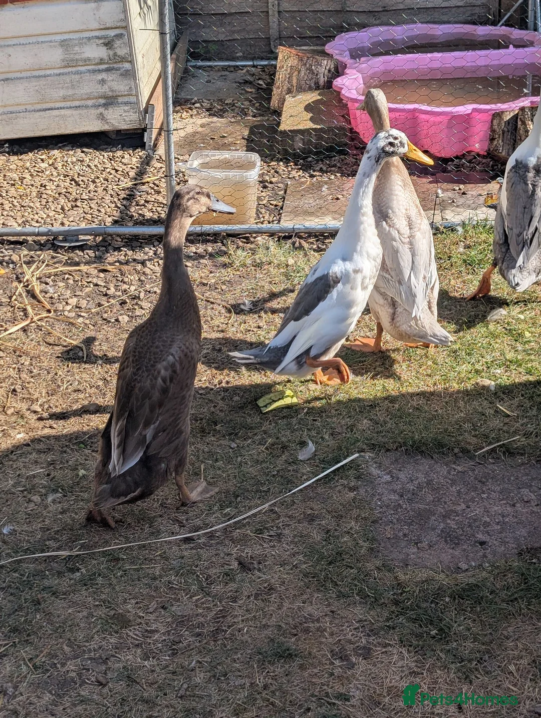 Ducks poultry for sale: Indian runner ducks  in Brackley - Advert 2