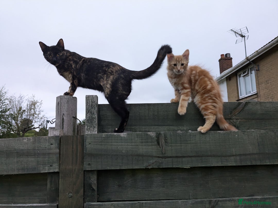 Mixed Breed cats for sale: 2yo tortoiseshell looking for lovely new home - Advert 3