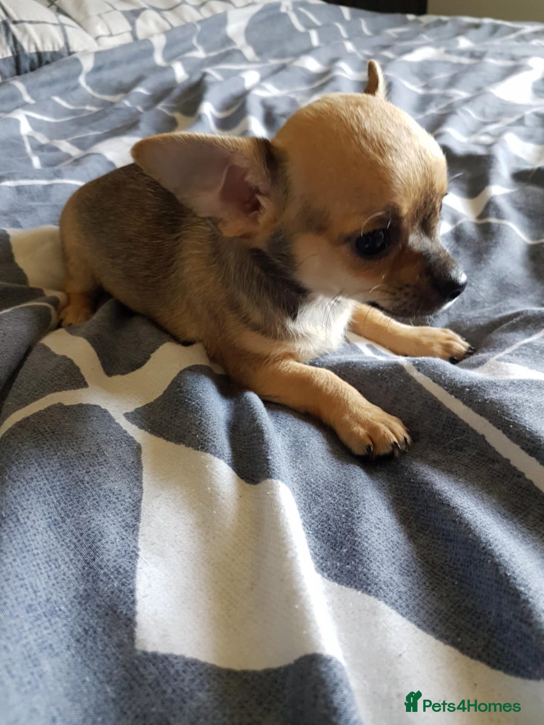 Chihuahua dogs for sale: Gorgeous Chihuahua puppies, ready now. - Image 16
