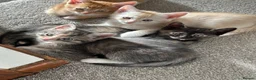 Mixed Breed cats for sale: Beautiful kittens - Advert 9