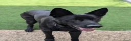 German Shepherd dogs for stud: Solid Black German Shepherd - KC Registered in Egham - Advert 6